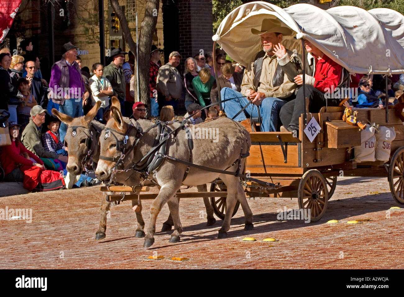 Two Miniature Donkeys Pull a Covered Wagon in Downtown Fort Worth