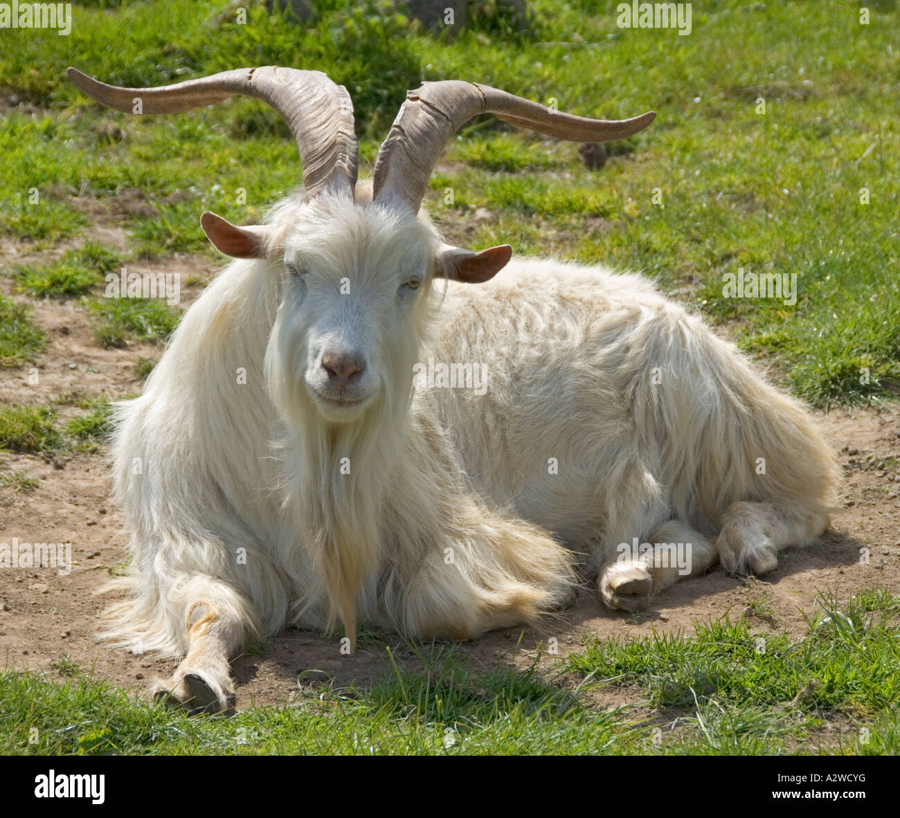 Northern Ireland Cultra Ulster Folk and Transport Museum goat Stock