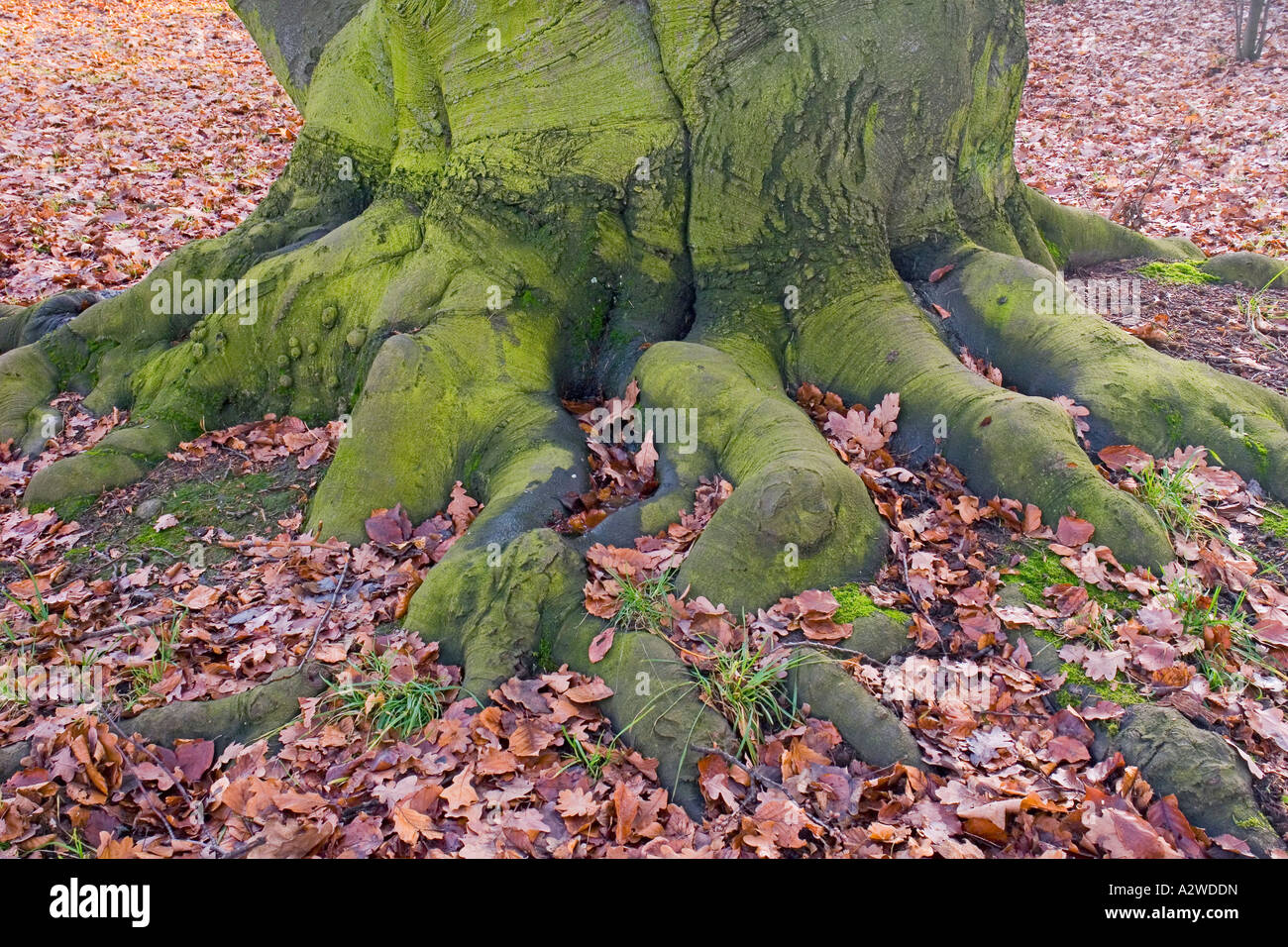 Old beech tree trunk Fagus sylvatica Stock Photo - Alamy
