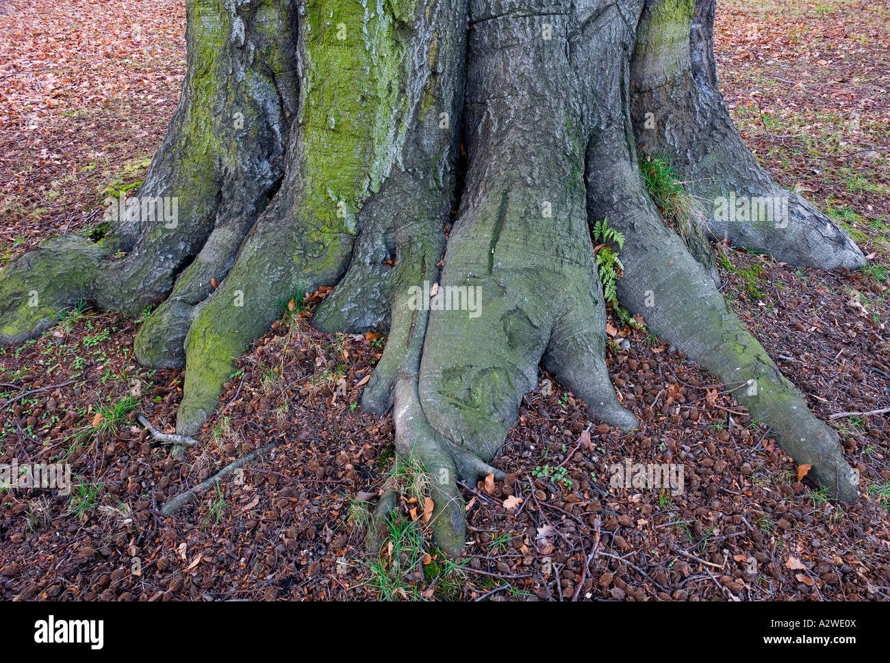 Old beech tree trunk Fagus sylvatica Stock Photo - Alamy