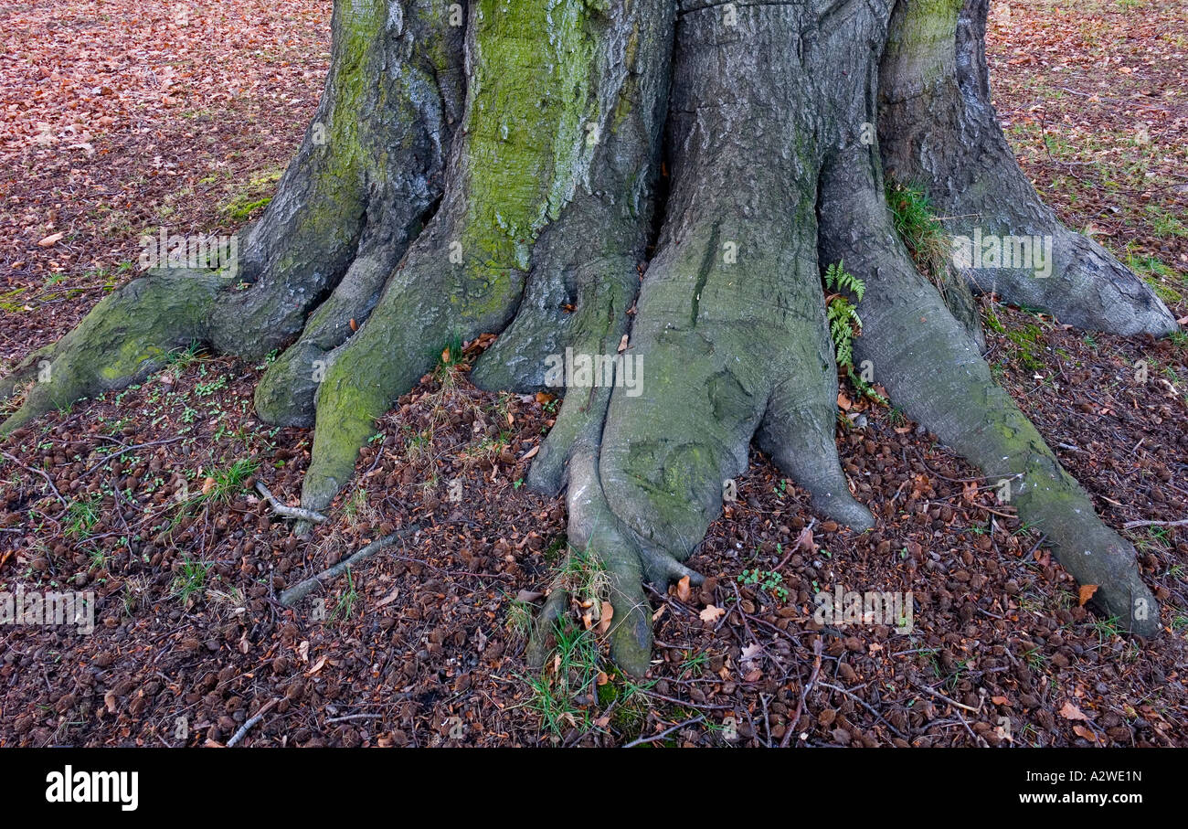 Old beech tree trunk Fagus sylvatica Stock Photo - Alamy