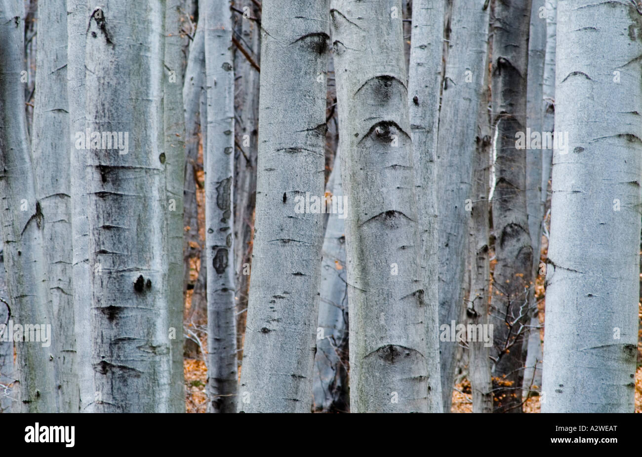 Beech tree trunks.Fagus sylvatica Stock Photo - Alamy