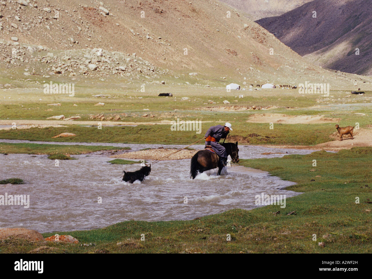 washing sheep mongolia Stock Photo