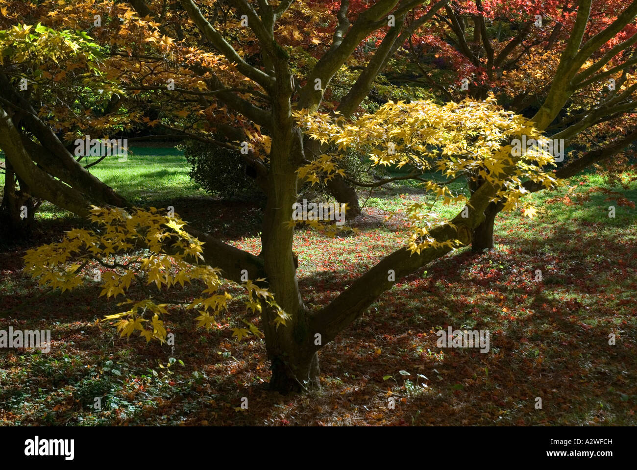 Westonbirt hi-res stock photography and images - Alamy