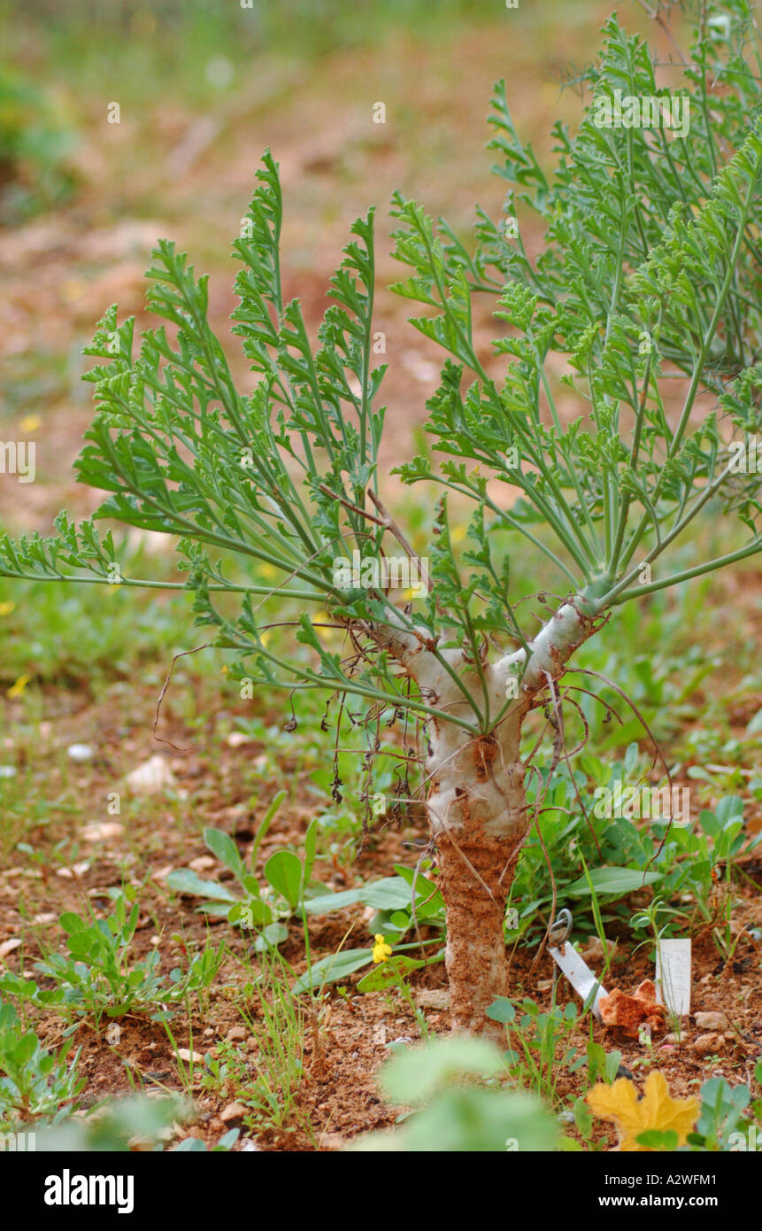 Pelargonium Carnosum Geraniaceae Geranium from south west Africa Stock Photo