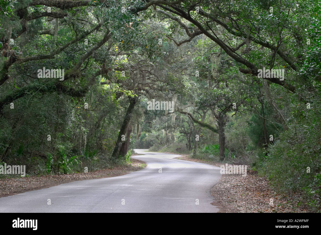 Canopy of Live Oak trees and Spanish Moss over main road at Fort Clinch ...