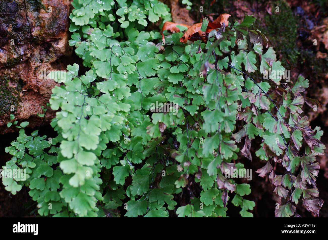 adiantum capillus veneris Southern Maidenhair Fern Stock Photo