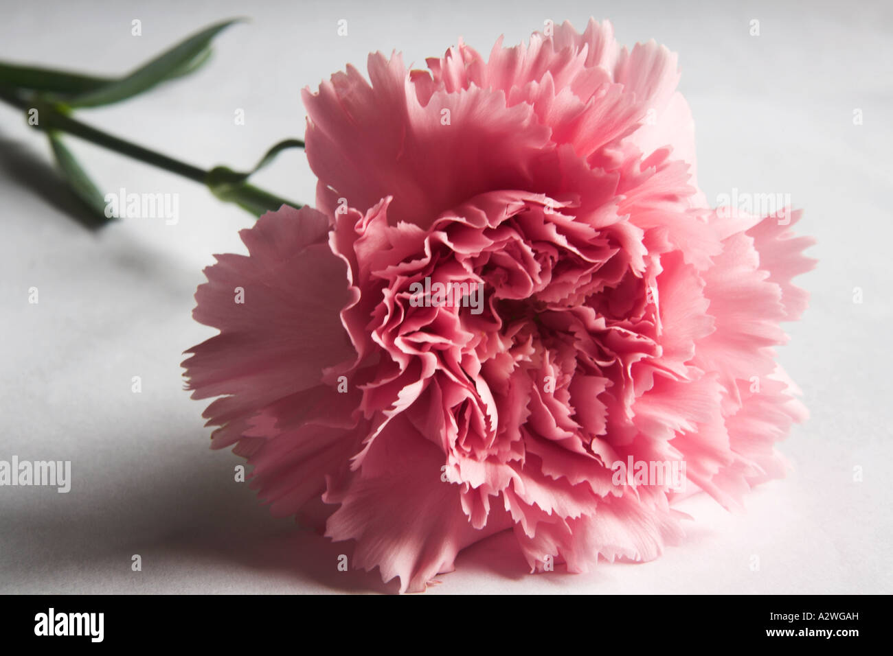 Carnation buttonhole hires stock photography and images Alamy