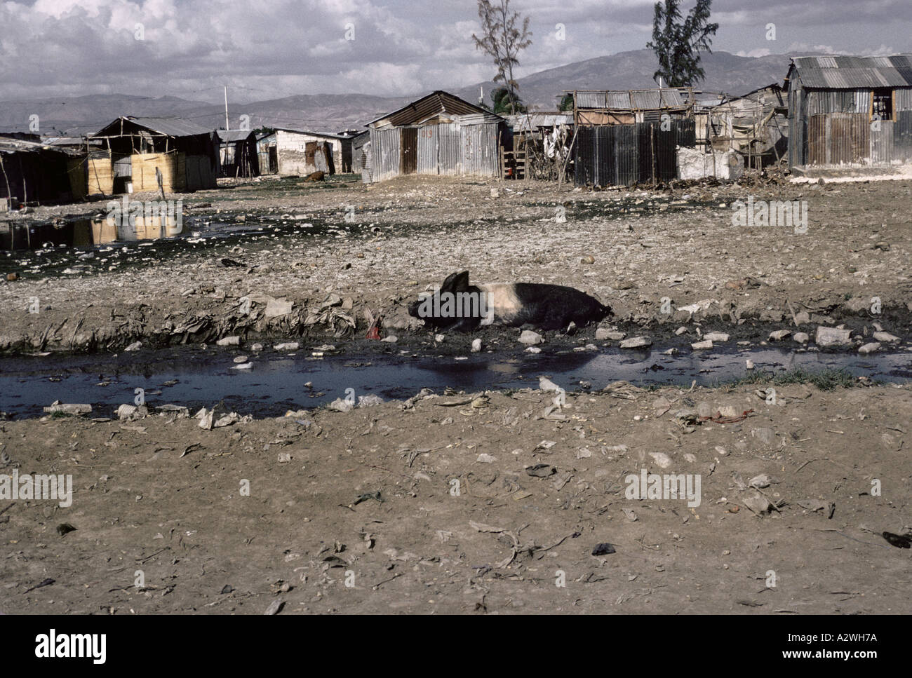 Pig sleeping in mud ,Cite Soleil .Haiti Stock Photo