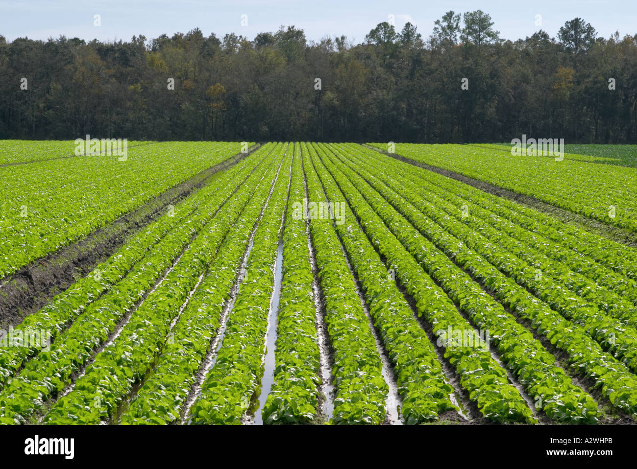 Crops growing in rows in cultivated farm field in central Florida Stock Photo Alamy