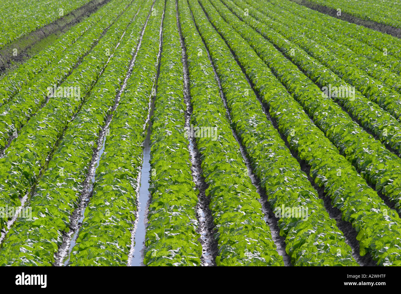 Crops growing in rows in cultivated farm field in central Florida Stock