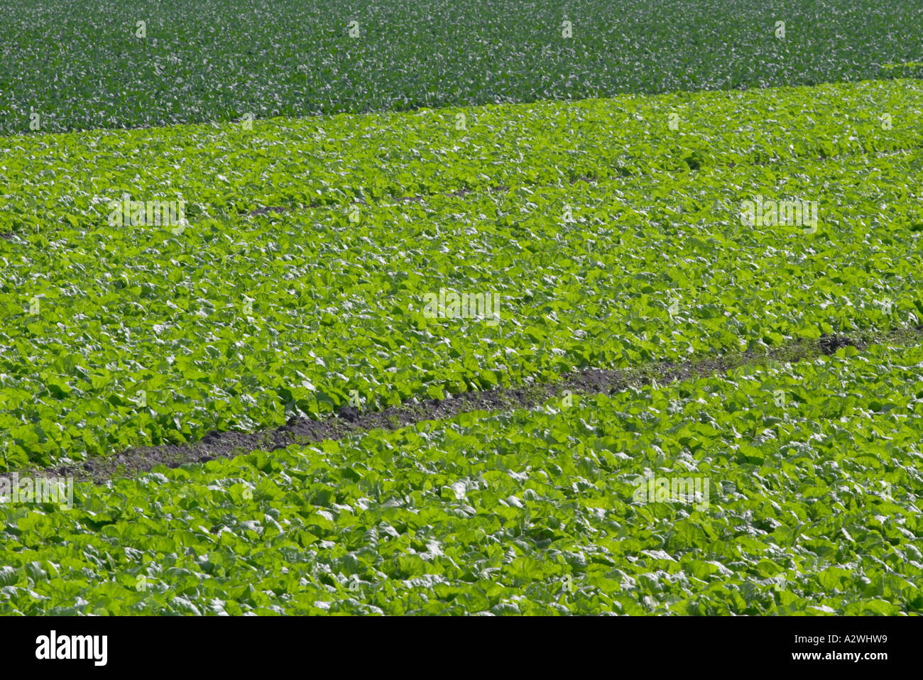 Crops growing in rows in cultivated farm field in central Florida Stock Photo Alamy
