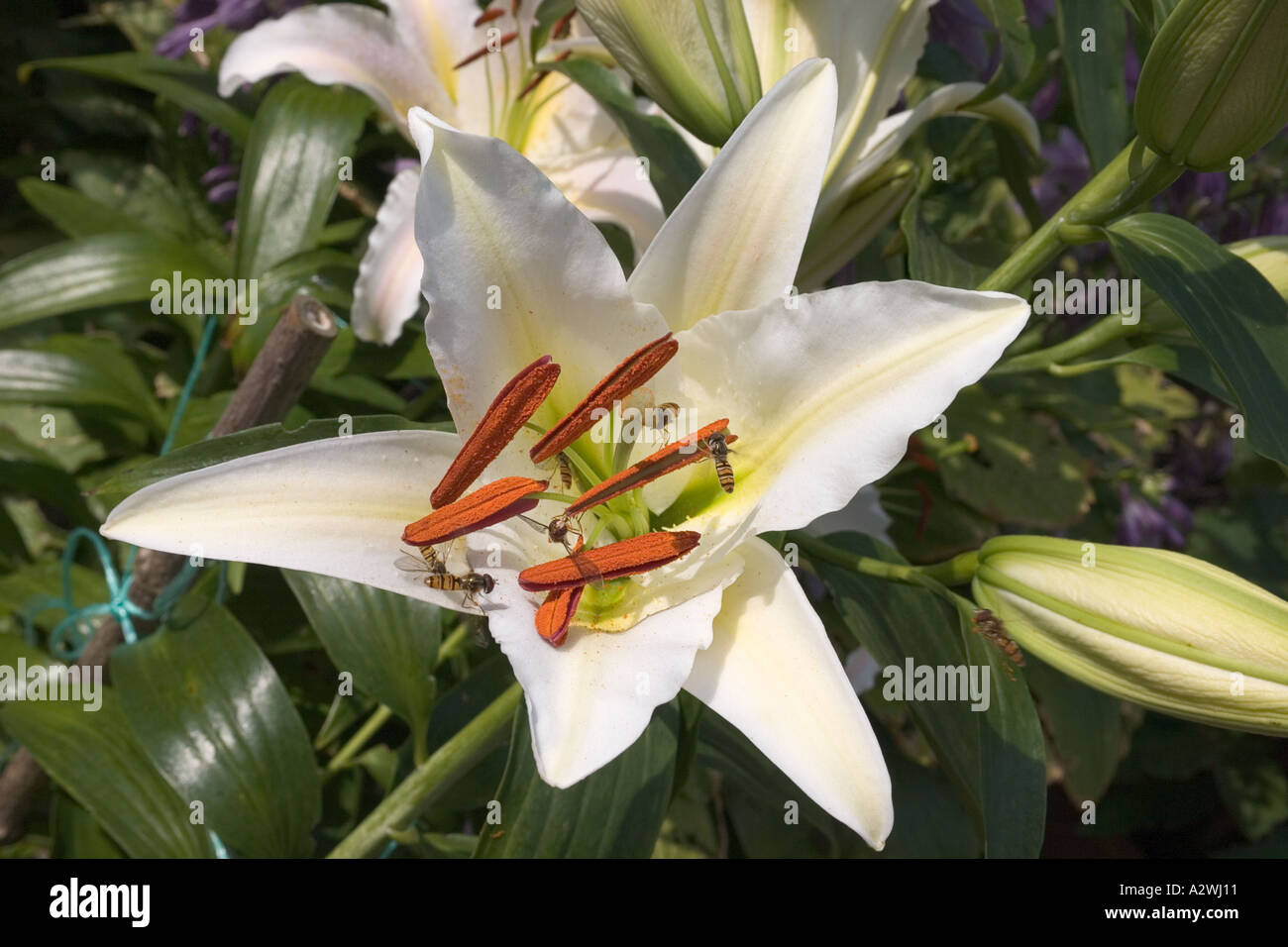 Hoverflies taking pollen from lily Stock Photo