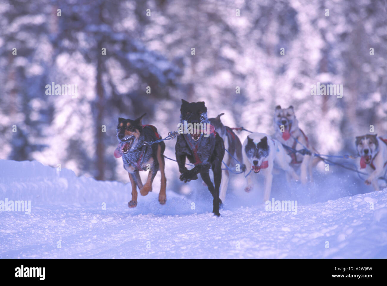 Dog sledding race canada hires stock photography and images Alamy