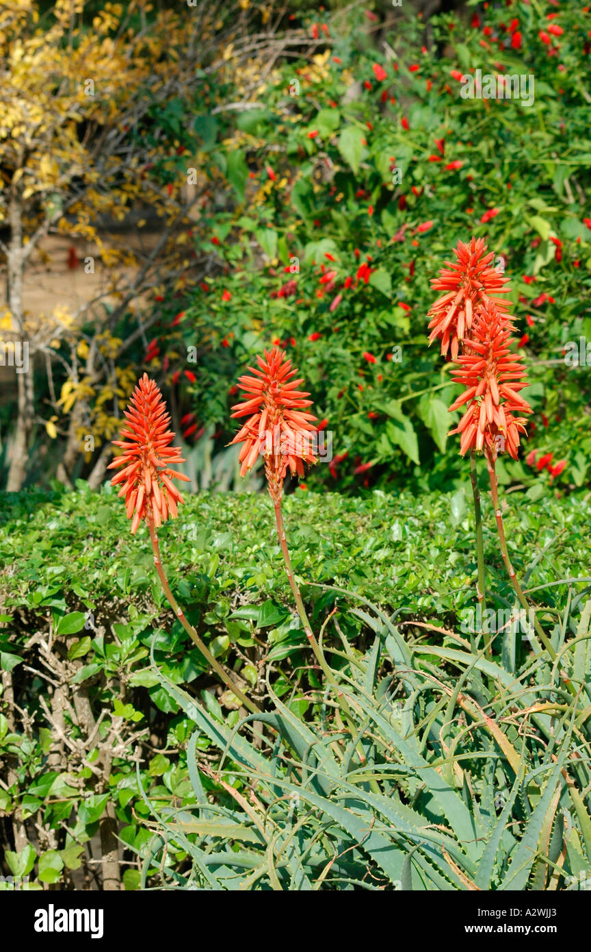 Aloe dawei hi-res stock photography and images - Alamy