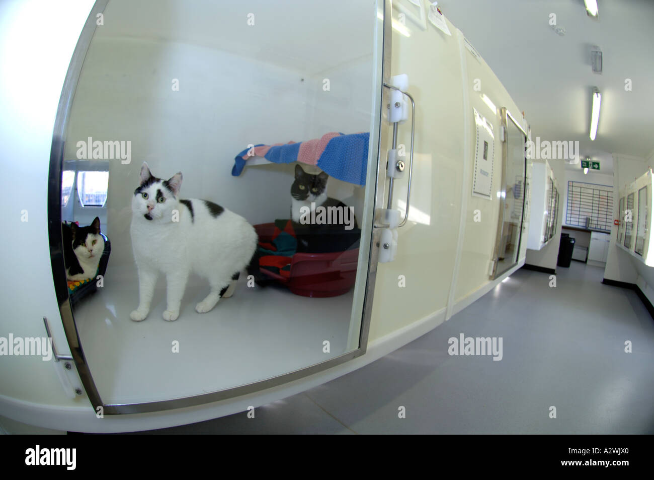 Cats waiting to be rehomed at a cat rescue centre, homeless cat, strays