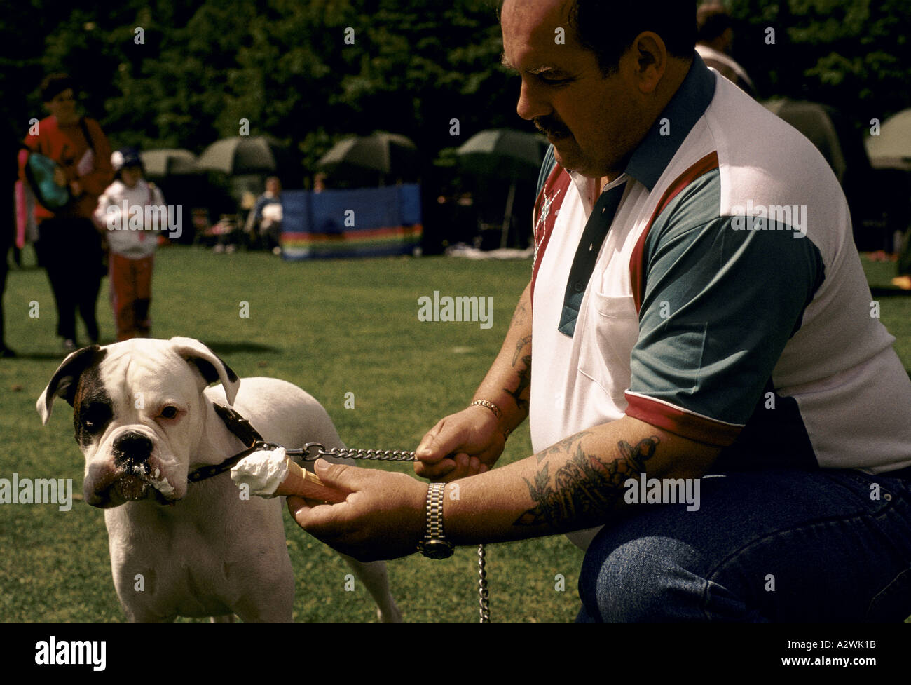 man feeding soft ice cream to a dog Stock Photo Alamy