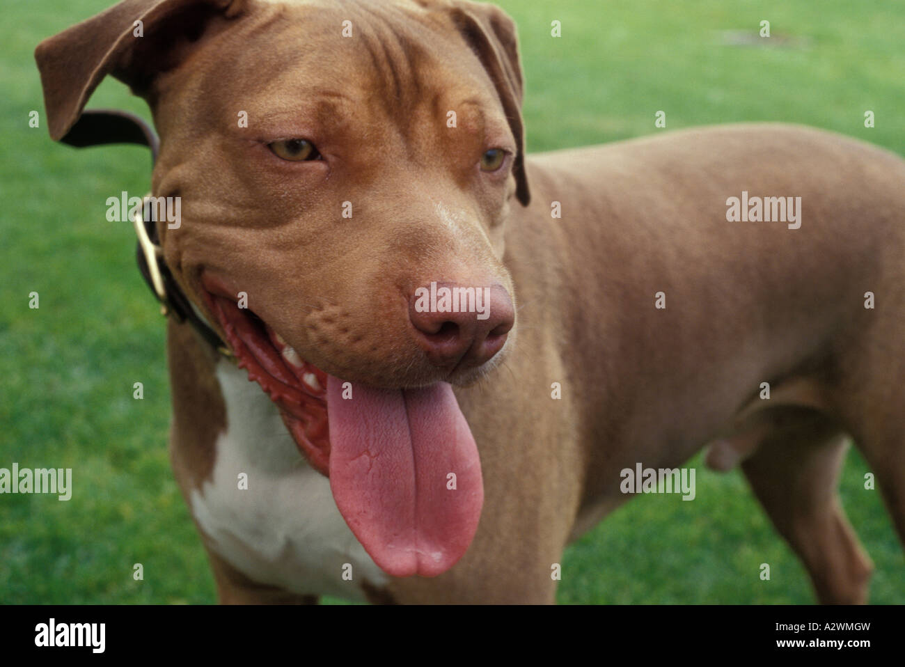 Domestic dog, close up Stock Photo