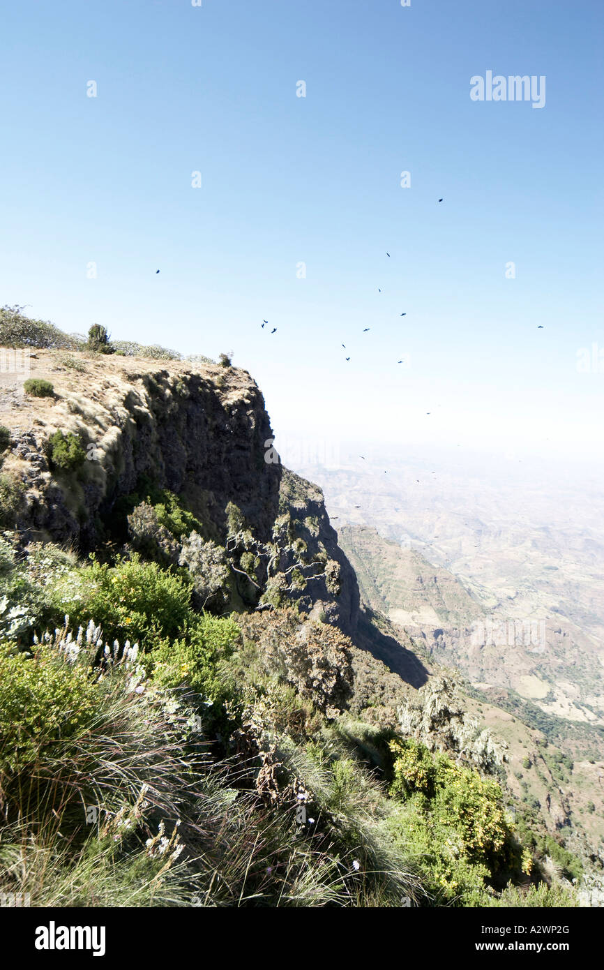 Group of raven birds flying over escarpment cliff in Simien Mountains ...