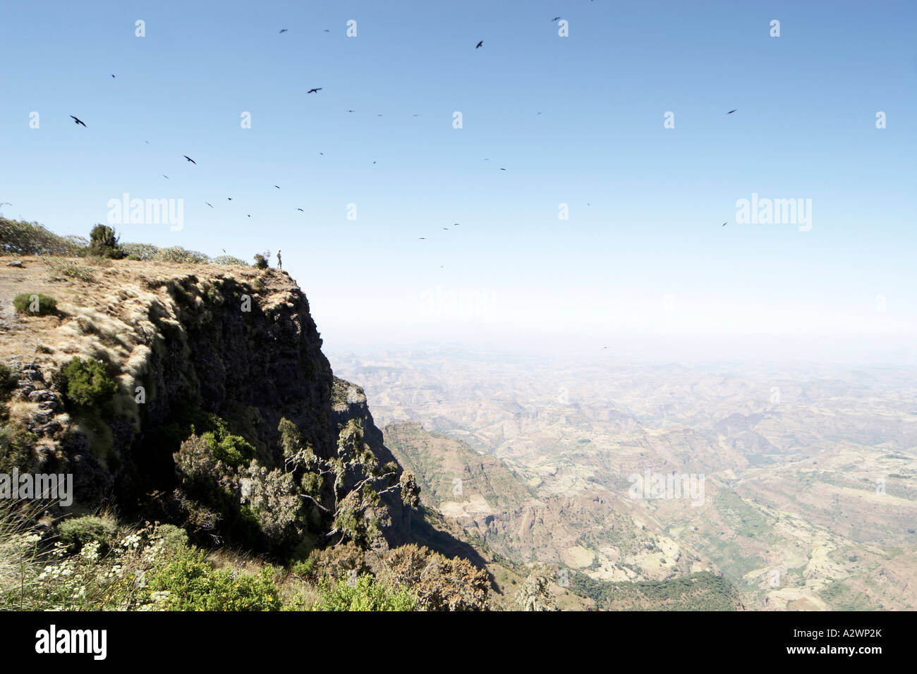 Group of birds flying over person standing on escarpment cliff in ...