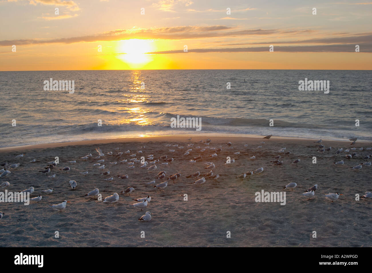 BIRDS ON VENICE BEACH AT SUNSET GULF OF MEXICO VENICE FLORIDA Stock Photo
