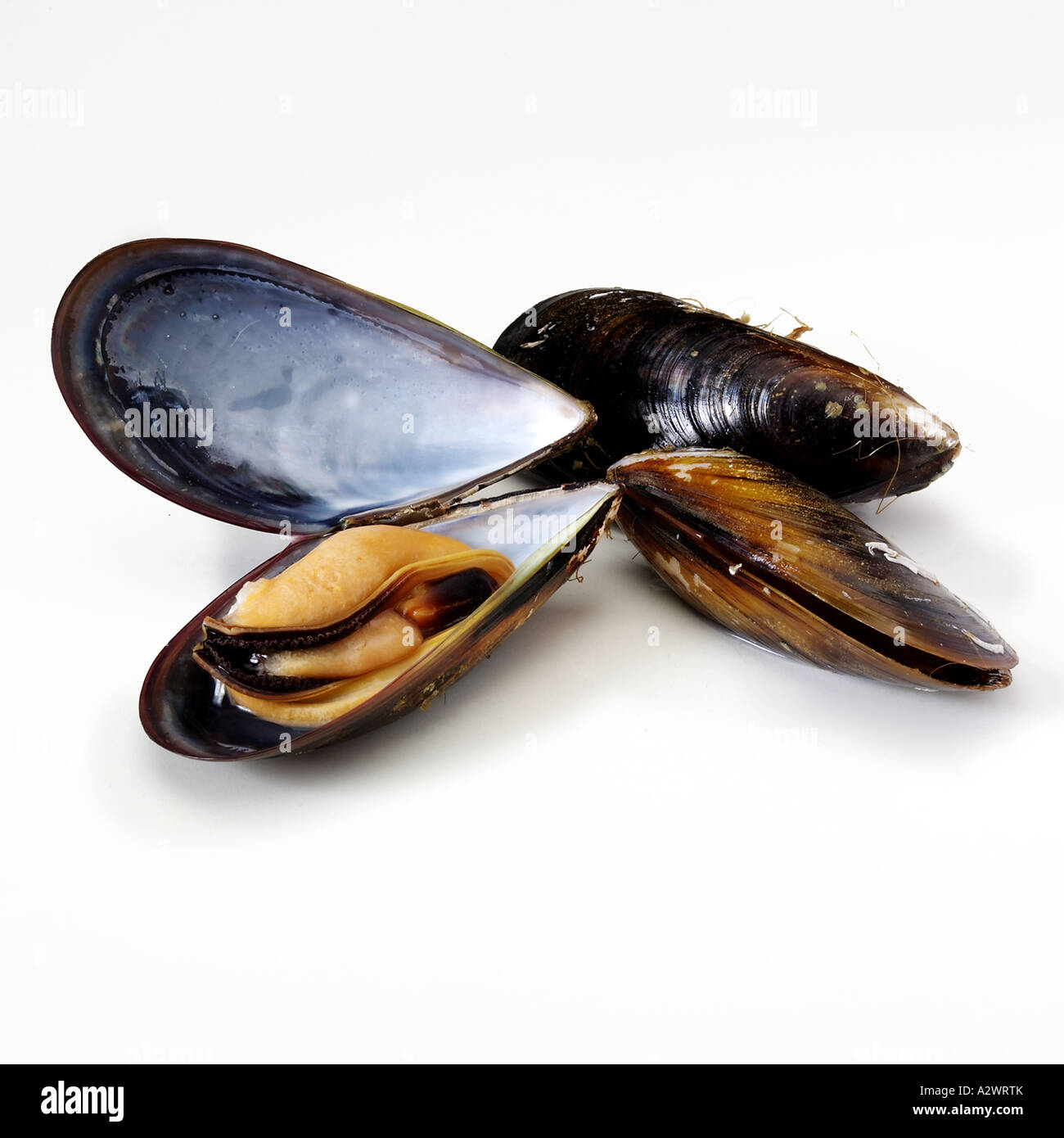 Inside mussel shell hi-res stock photography and images - Alamy
