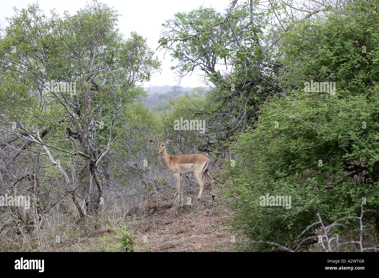Beautiful Eland [2], Kruger National Park (Manyeleti Game Reserve), South Africa Stock Photo