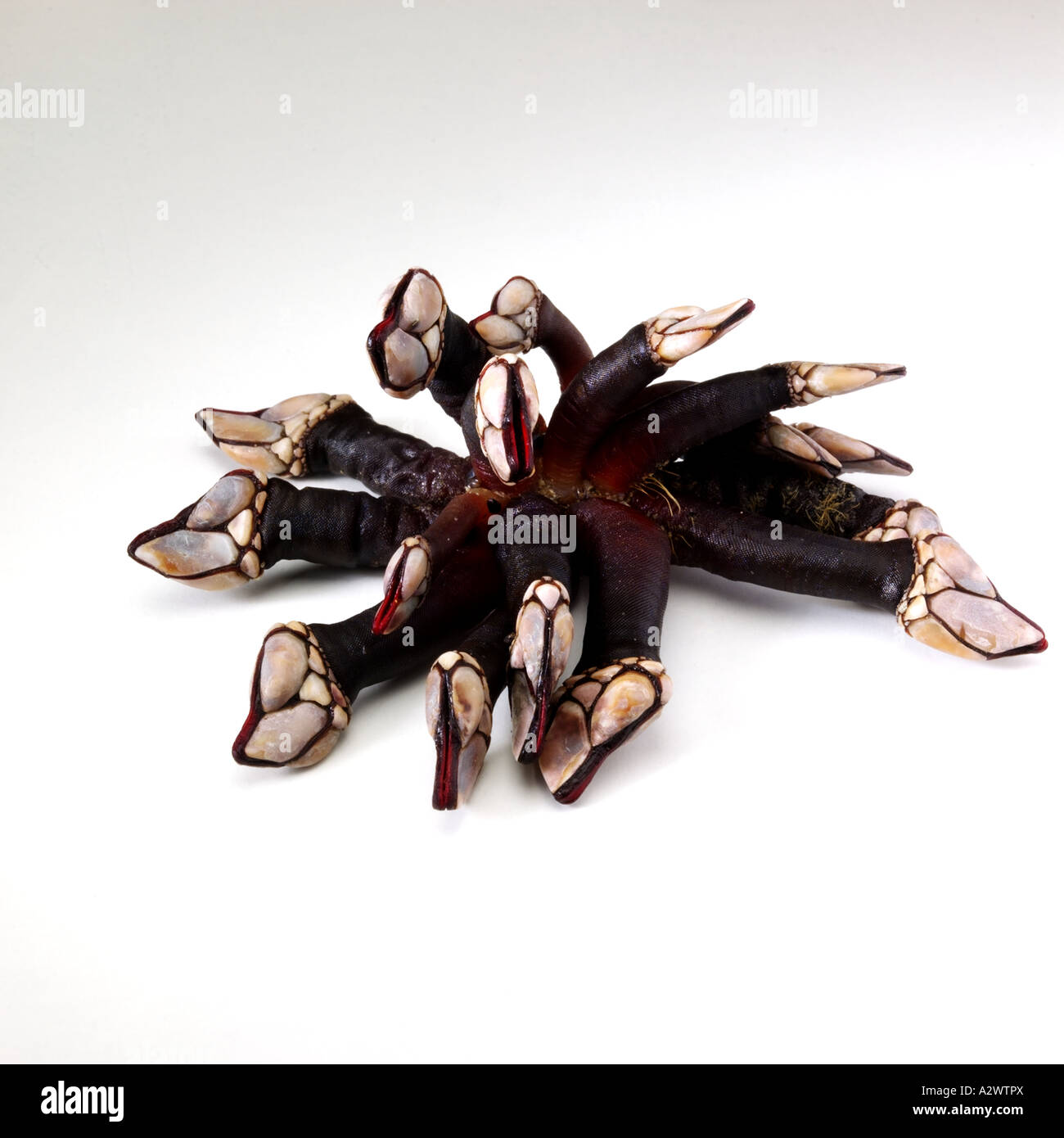 Barnacle Cut Out Stock Images & Pictures - Alamy