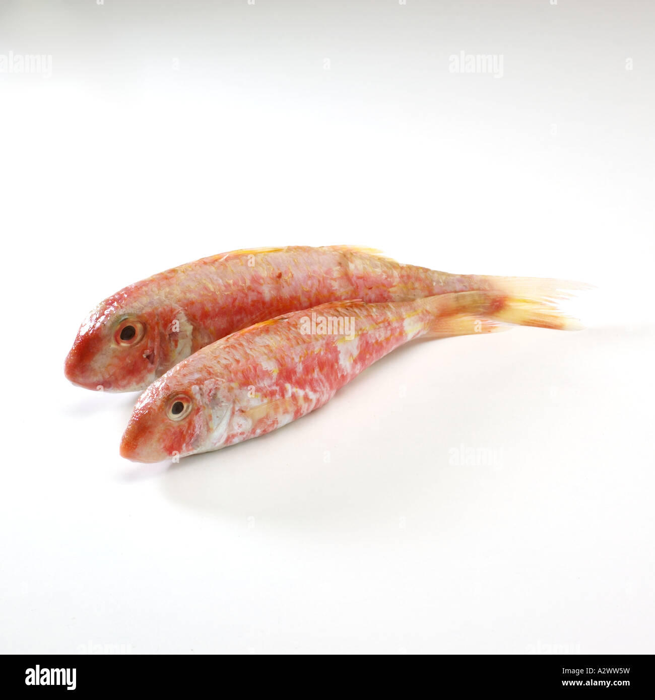 Red mullet Stock Photo