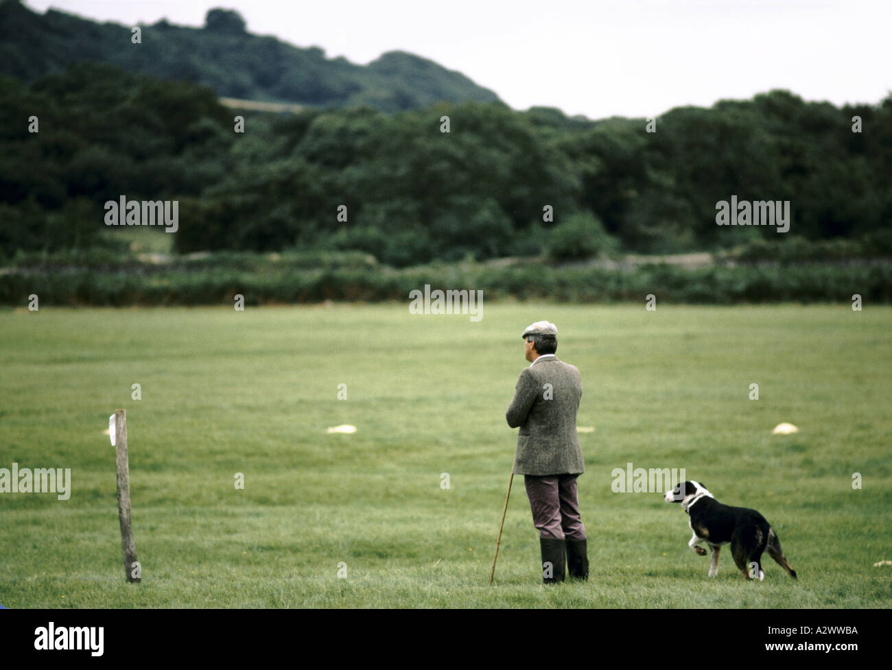 A shepherd and his sheepdog standing in a field. Wales, UK Stock Photo