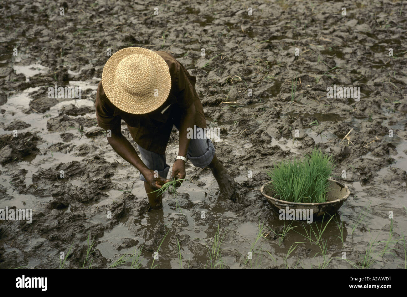 Sierra leone rice hires stock photography and images Alamy