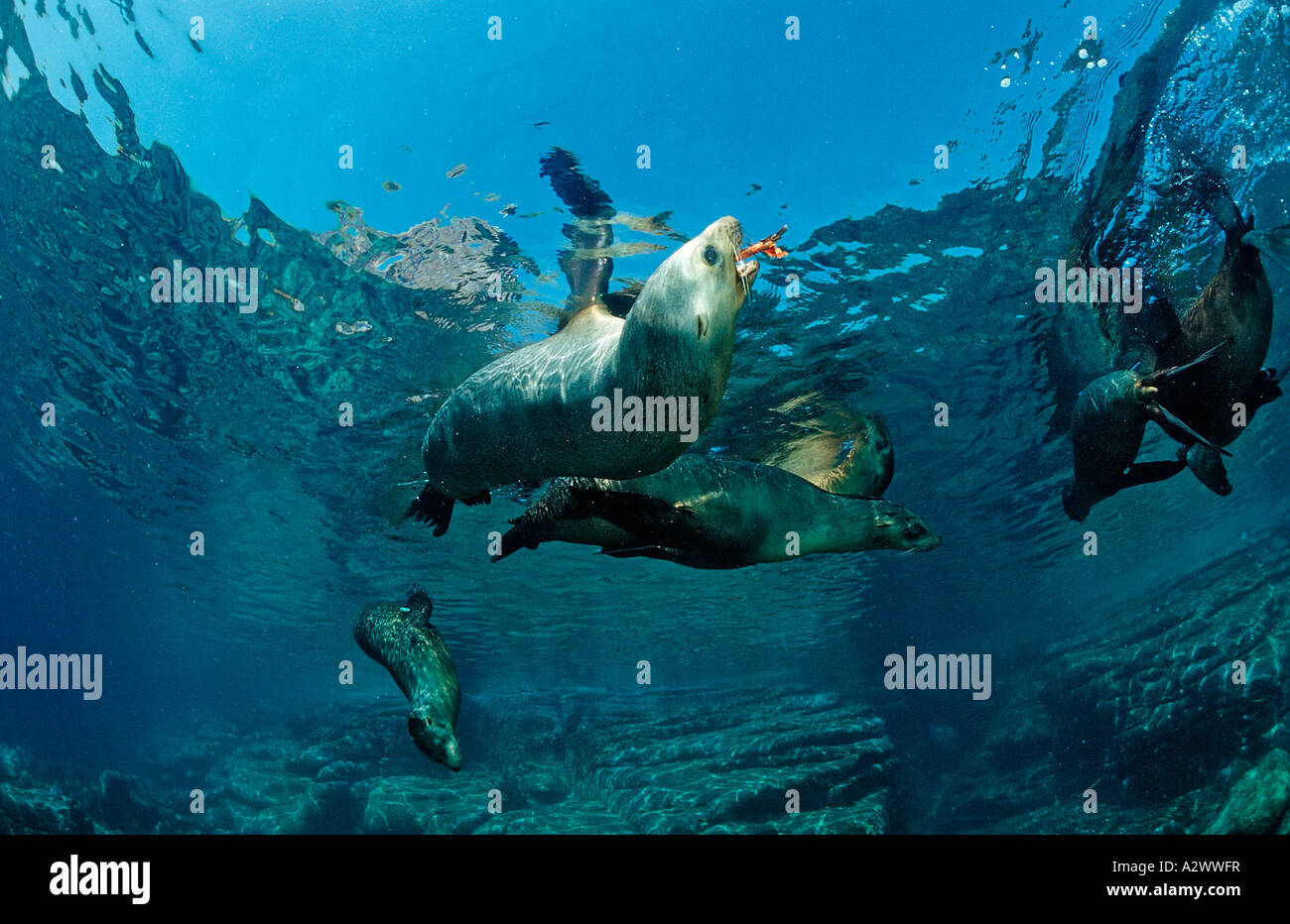 Californian Sea Lion Zalophus californianus Mexico Sea of Cortez Baja California La Paz Stock Photo