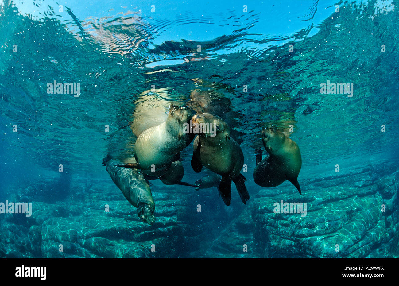 Californian Sea Lion Zalophus californianus Mexico Sea of Cortez Baja California La Paz Stock Photo