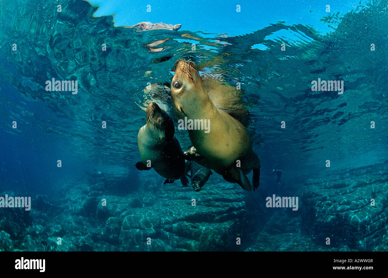 Californian Sea Lion Zalophus californianus Mexico Sea of Cortez Baja California La Paz Stock Photo