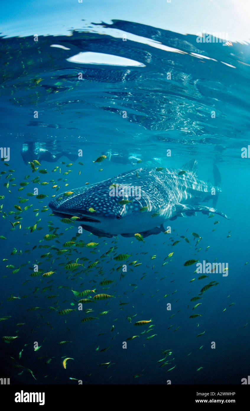 Wild Wildlife Filter Feeder Vertical Format Stock Photos Wild