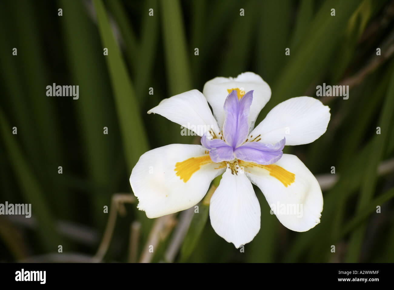 Seedeo Pfauenblume Wilde Iris – Dietes Grandiflora, 10 Samen, Winterhart Bis -6°C