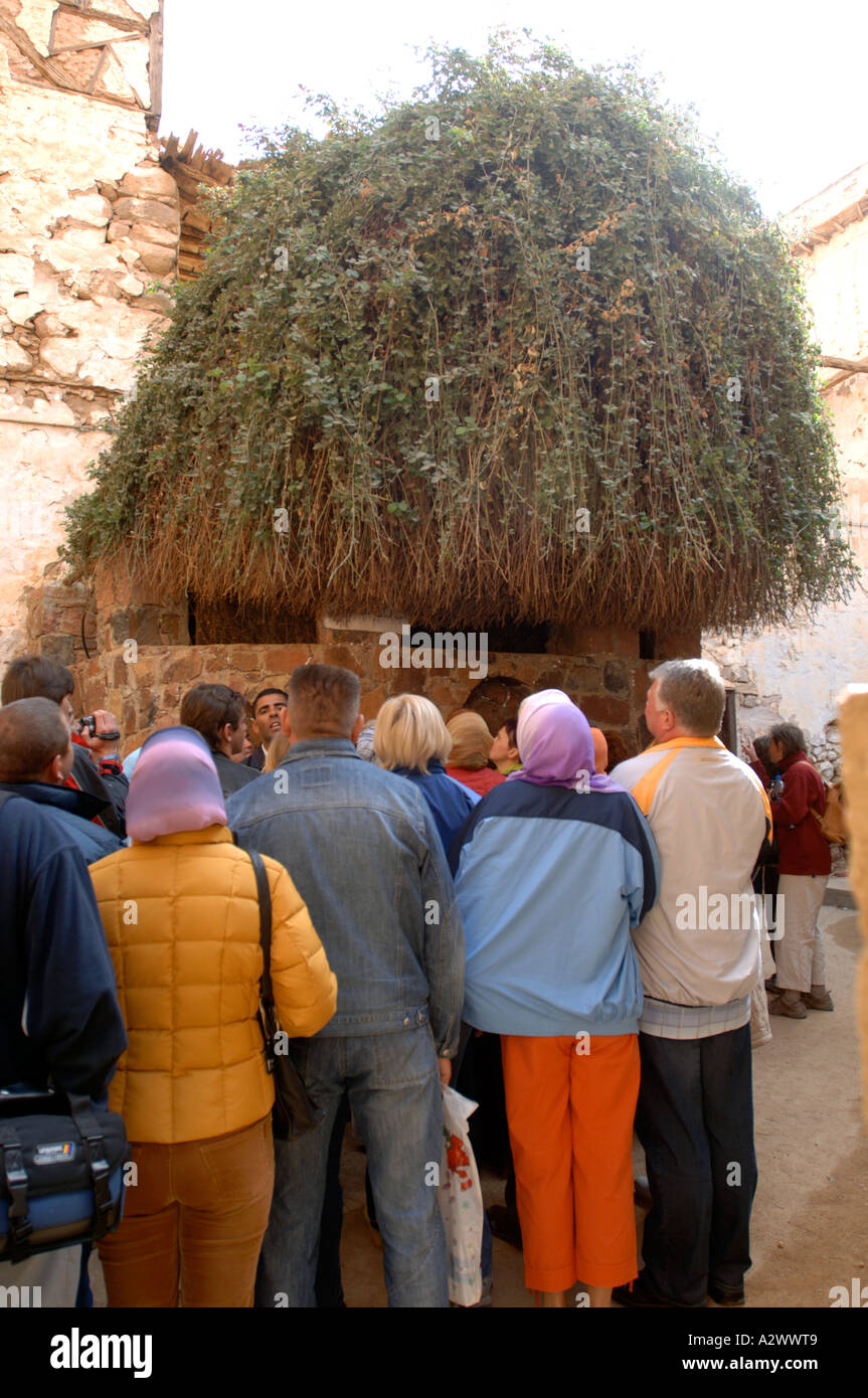 The Burning Bush at St Catherine s Monastery at the foot of Mount Sinai