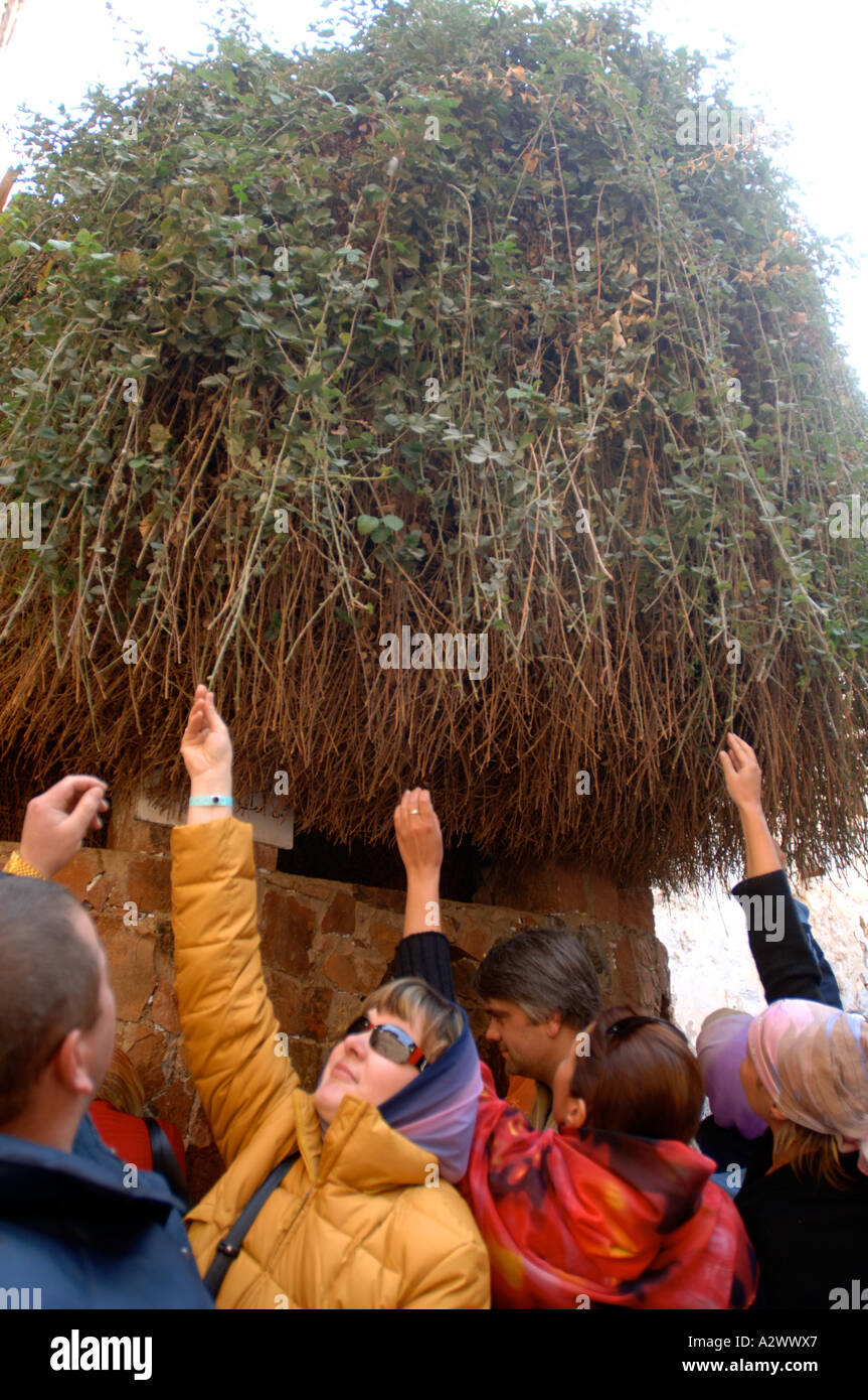 The Burning Bush at St Catherine's Monastery at the foot of Mount Sinai