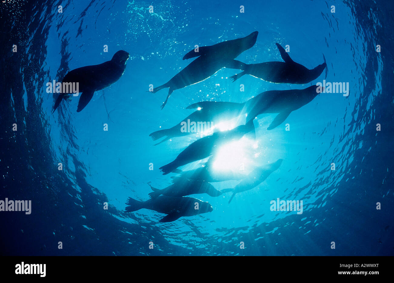 Group of Californian Sea Lion Zalophus californianus USA California Pacific Ocean Stock Photo