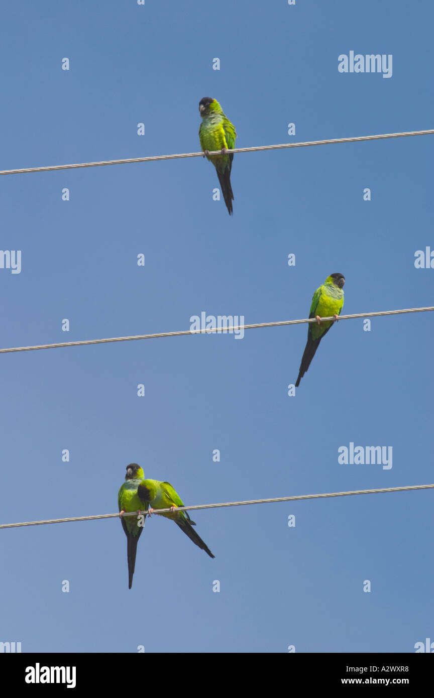 Wild Parakeets Or Escapes In South West Florida Stock Photo Alamy