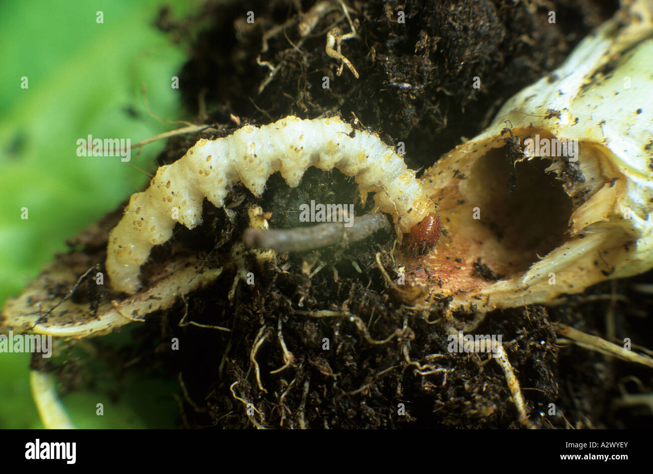Cutworm caterpillar devouring lettuce root hires stock photography and