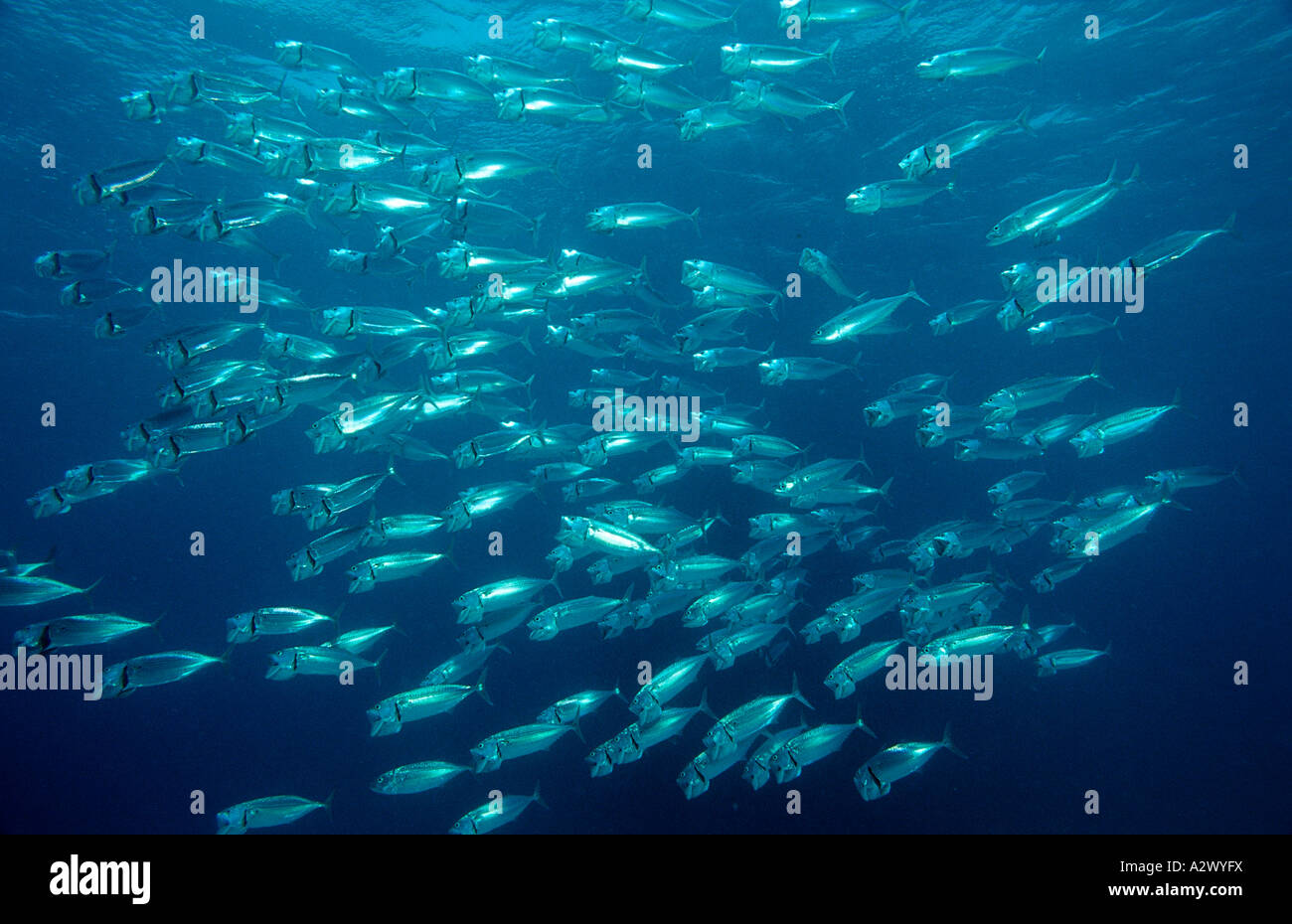 Feeding Indian mackerel Rastrelliger kanagurta Egypt Africa Sinai Sharm el Sheik Red Sea Stock Photo