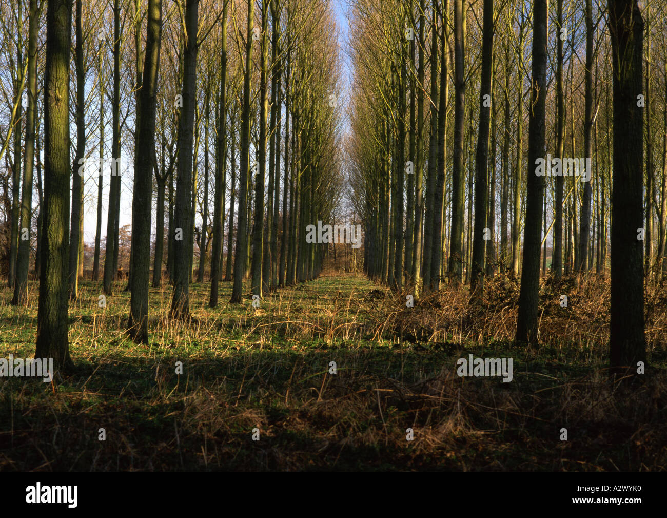 Poplar trees in Henham in Suffolk in the Uk (Medium Format) Stock Photo