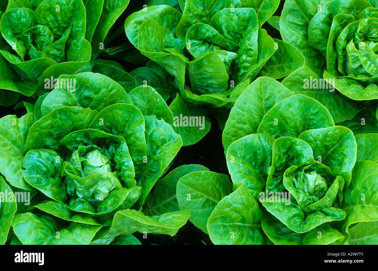 Lettuce Little Gem Stock Photo Alamy