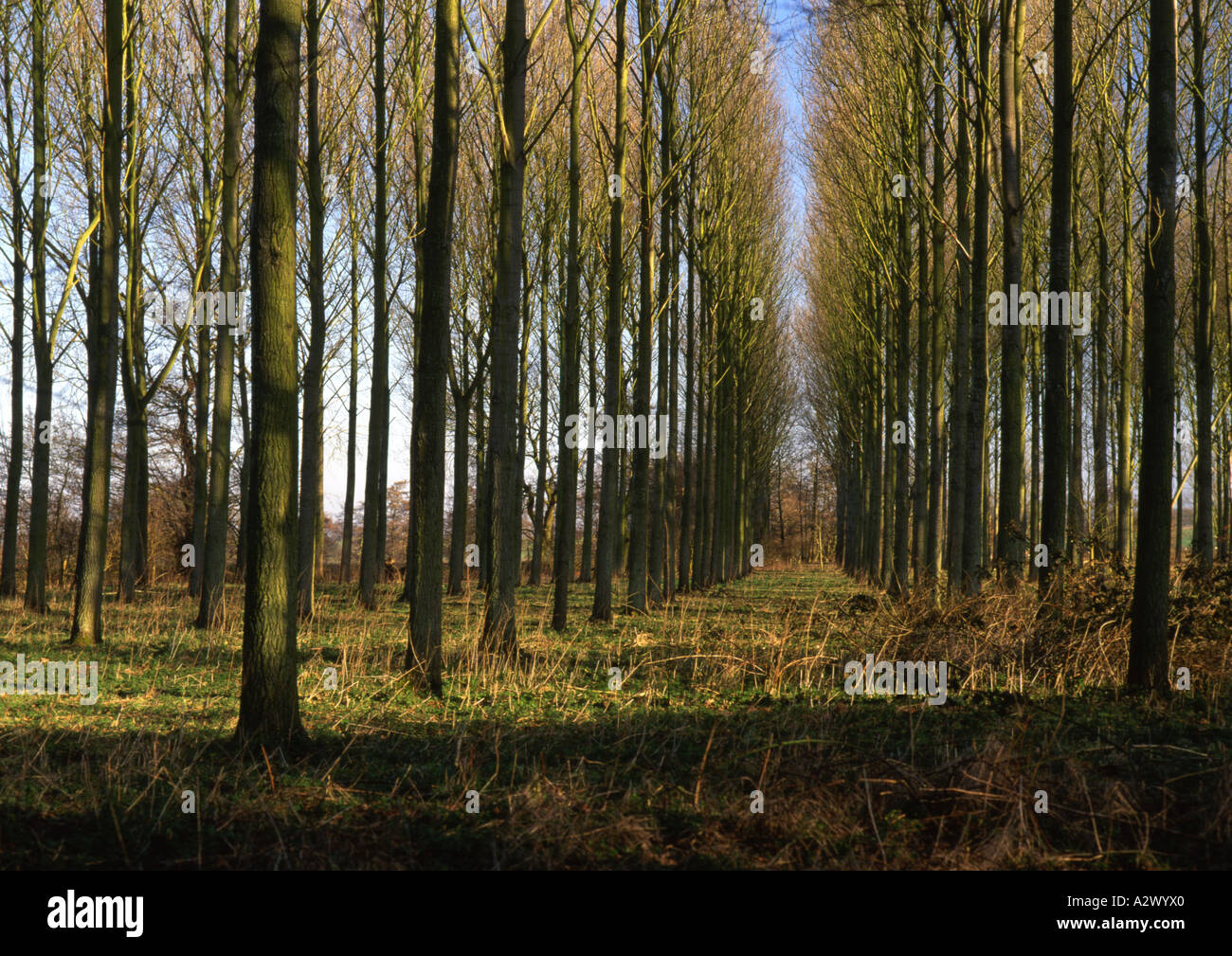Poplar Trees in Henham in Suffolk  in the Uk (Medium Format) Stock Photo