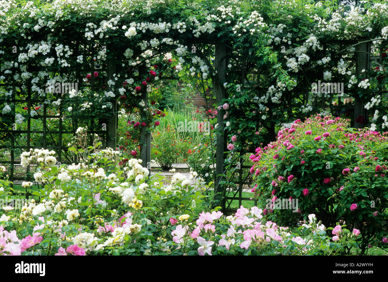 Mannington Hall Trellis with Roses Stock Photo Alamy