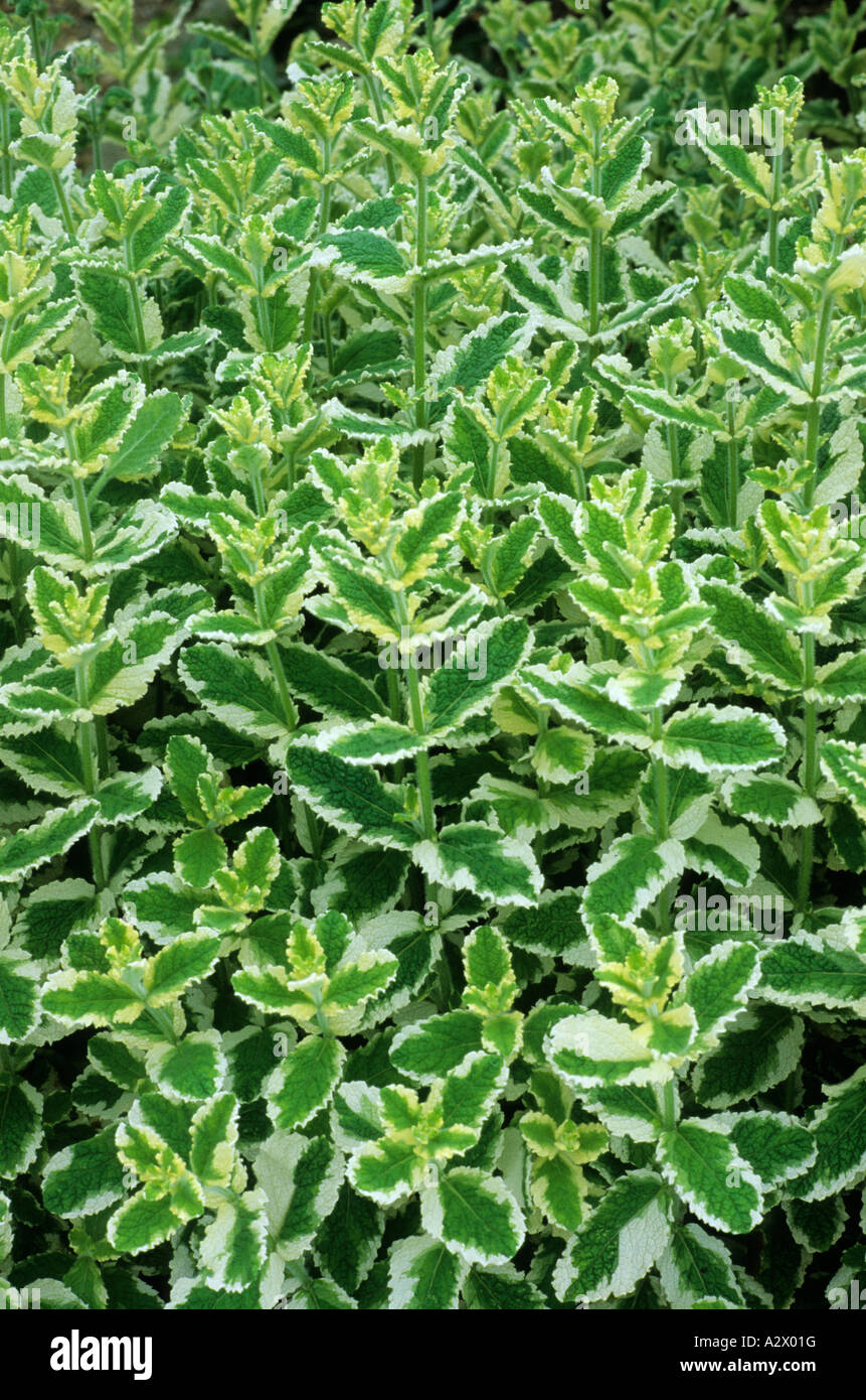 Mentha suaveolens Variegata variegated mint Stock Photo