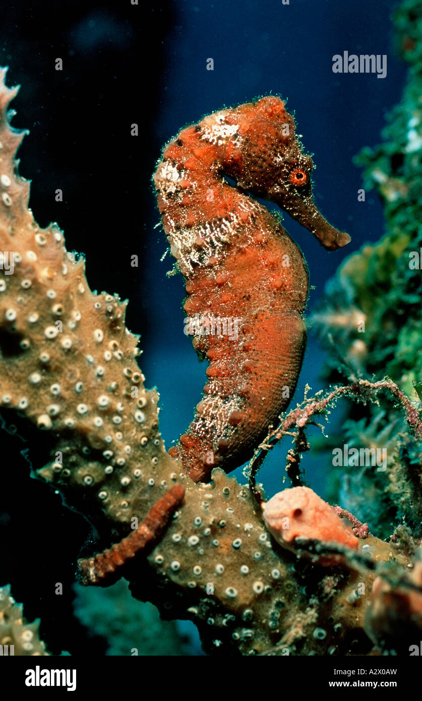 Longsnout Seahorse Hippocampus reidi Caribbean Dutch West Indies Island of Saba Caribbean Sea Stock Photo