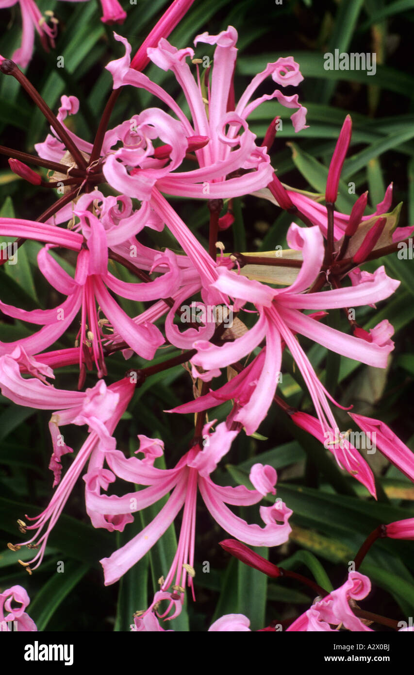 Nerine bowdenii, pink flower, garden plant, nerines Stock Photo