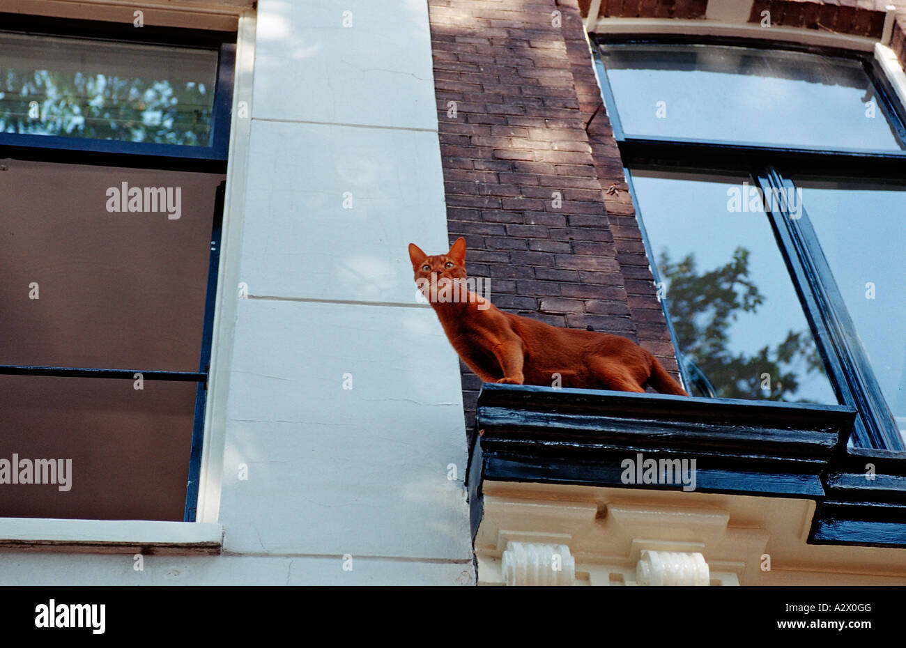 domestic cat sitting at a window Felis silvestris The Netherlands